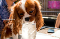 Barks and Blossoms Brunch 2018