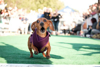 DC Walk for the Animals 2017